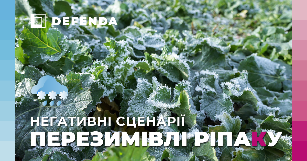 Критерії успішної перезимівлі ріпаку та помилки в осінньому догляді посівів фото 1 LNZ Group