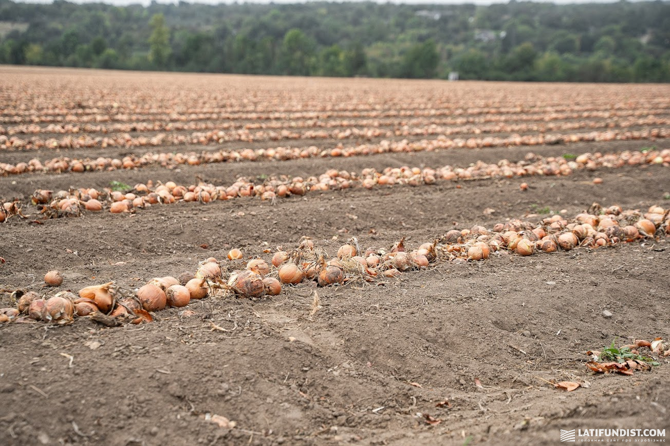 Яким видався 2025-й для LNZ Group фото 3 LNZ Group