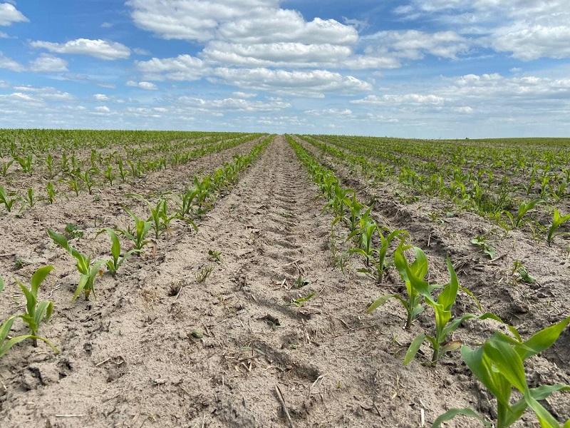 Розробка систем захисту кукурудзи залежно від погодних умов фото 4 LNZ Group