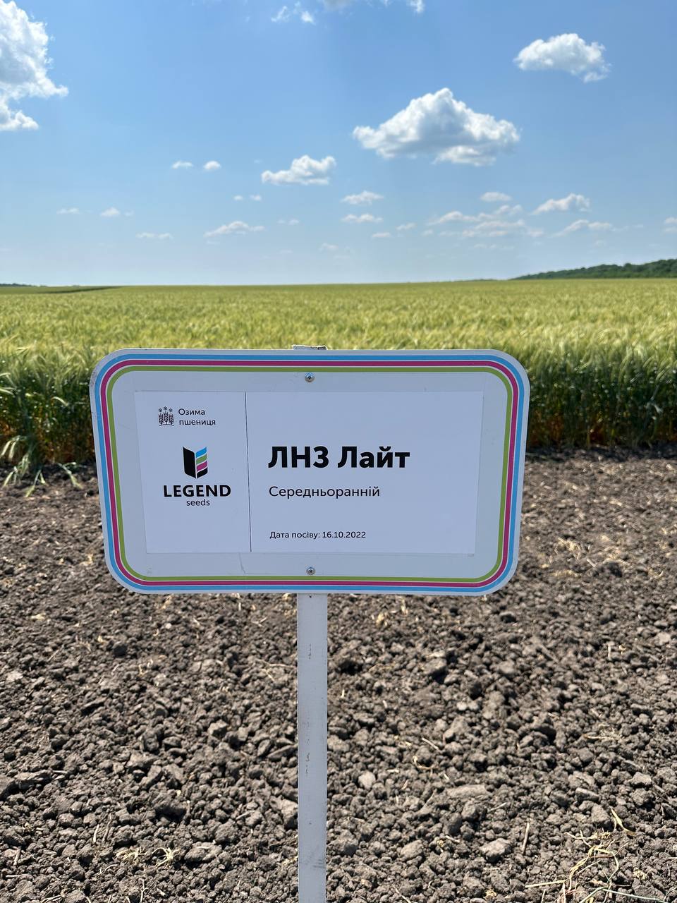 Озима пшениця на Черкащині: дослідження нових сортів та результати року фото 2 LNZ Group