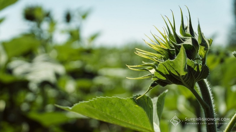 Зниження собівартості вирощування соняшнику: що радять фахівці? фото 4 LNZ Group