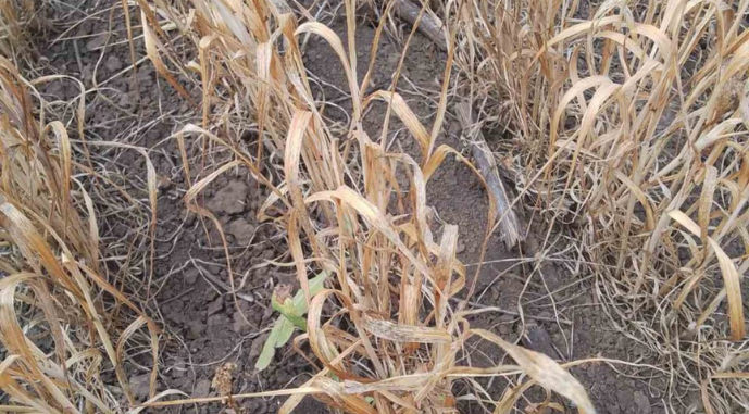 Що робити півдню з весняною посухою: як адаптувати сівозміни та зберегти врожайність фото 1 LNZ Group