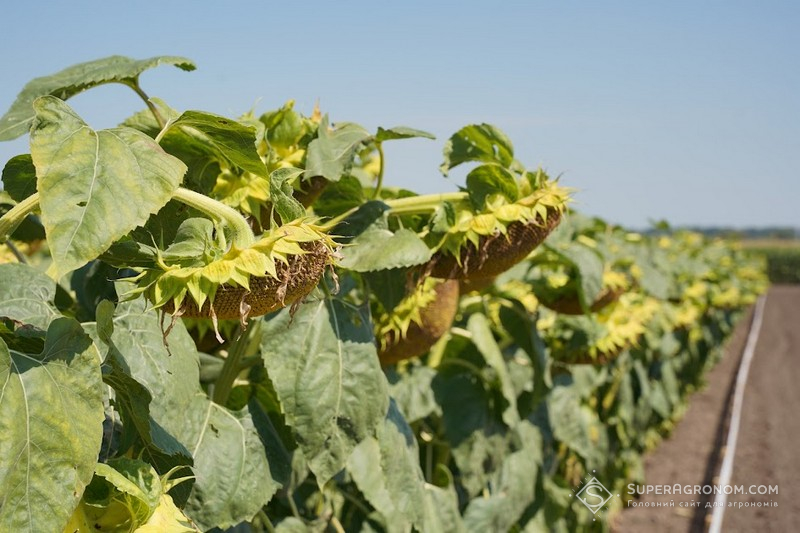 Зниження собівартості вирощування соняшнику: що радять фахівці? фото 1 LNZ Group