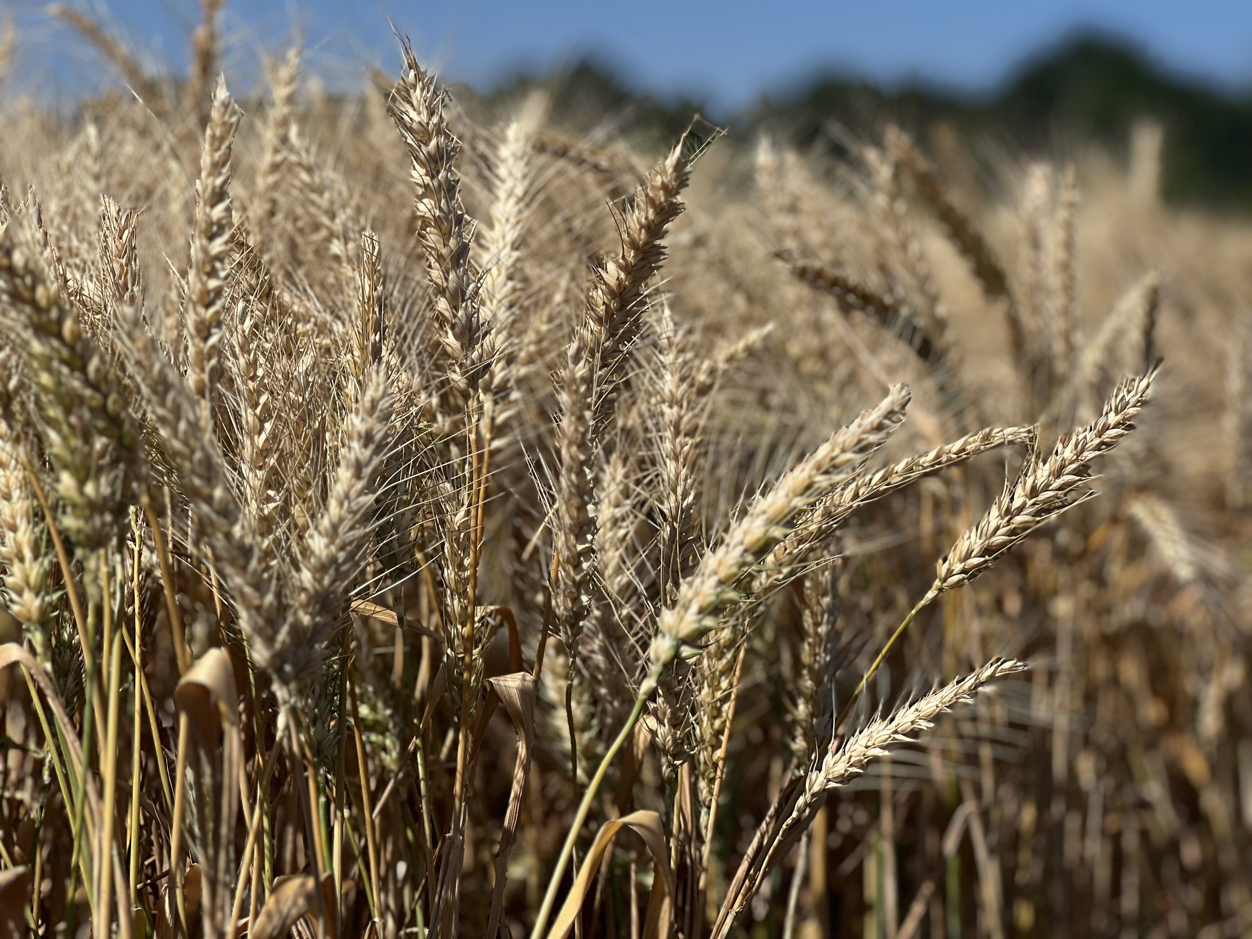 LNZ Group провела навчання менеджерів щодо нових сортів озимої пшениці LEGEND фото 2 LNZ Group