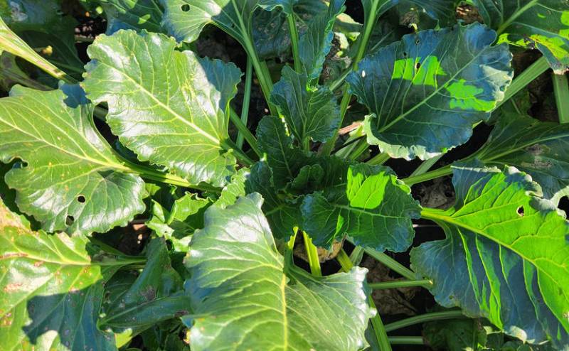 Урожайність 100 т/га цукрового буряка — генетика пропонує, технологія реалізовує фото 4 LNZ Group