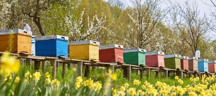 Бджоли та ЗЗР: як не втратити врожай та вберегти комах фото 2 LNZ Group