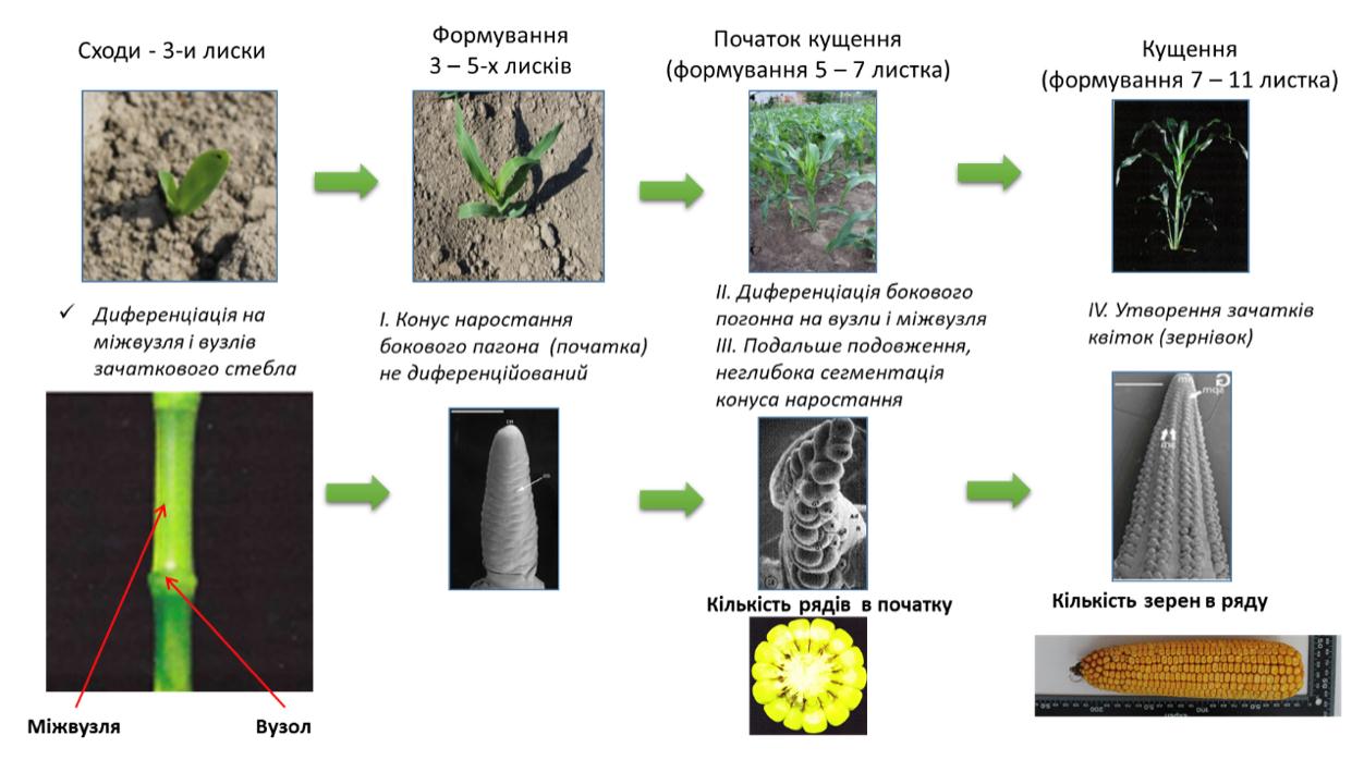 Вирощування кукурудзи на силос фото 3 LNZ Group