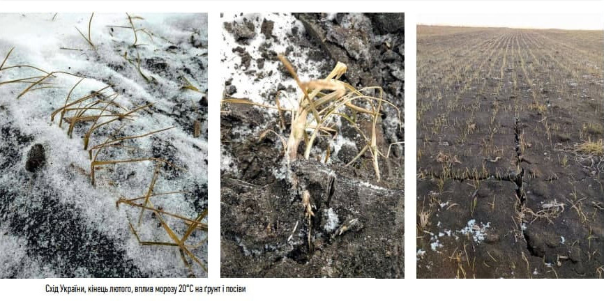 Польові інтриги – нинішні й майбутні фото 2 LNZ Group