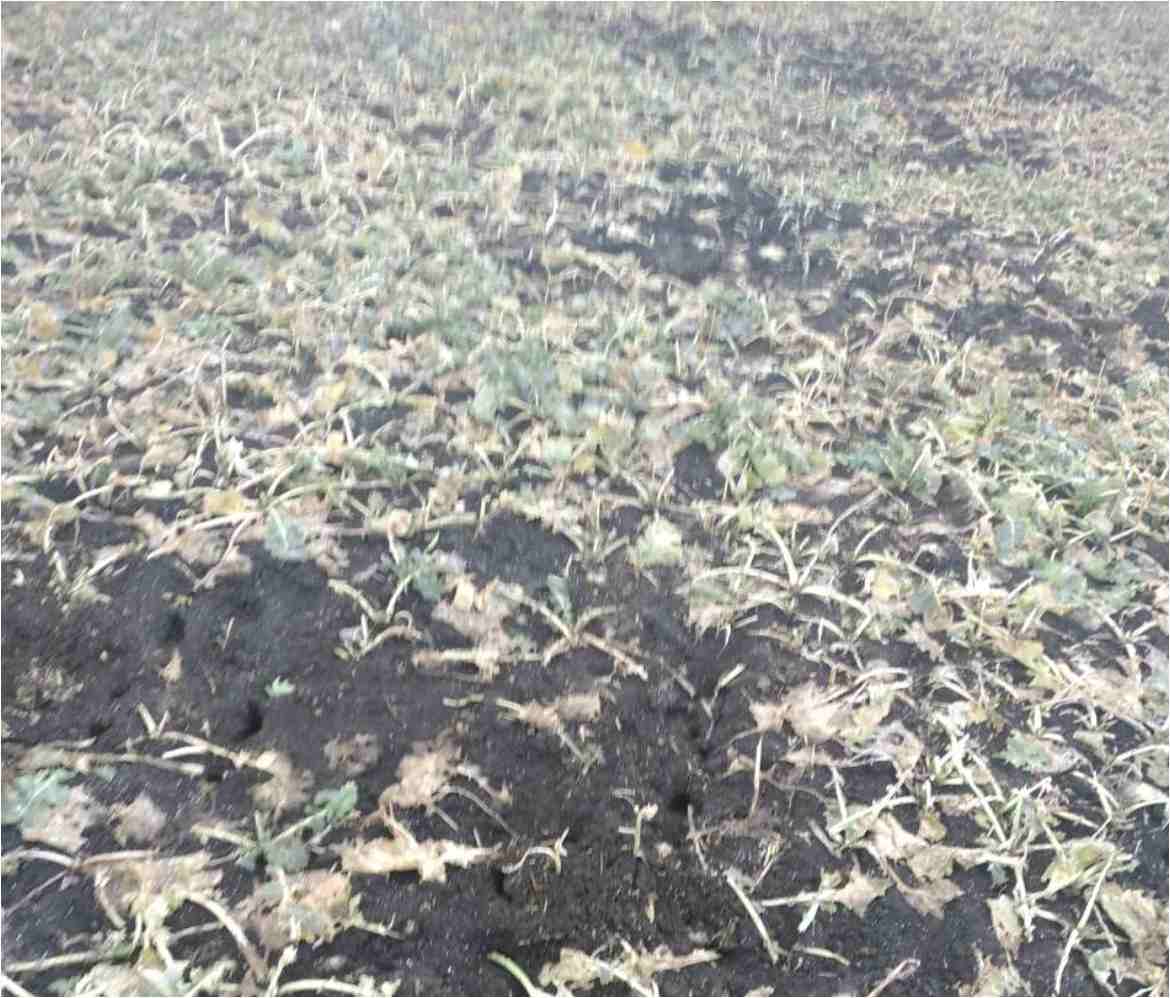 Пошкодження посівів гризунами в західних регіонах України фото 2 LNZ Group