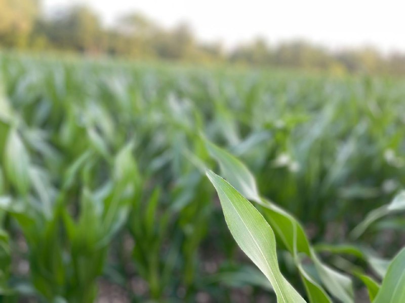 Система захисту кукурудзи від шкідників фото 1 LNZ Group