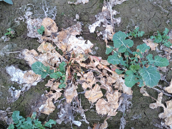 Бактеріоз озимого ріпаку, міф чи реальність фото 5 LNZ Group