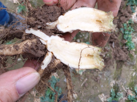 Бактеріоз озимого ріпаку, міф чи реальність фото 2 LNZ Group