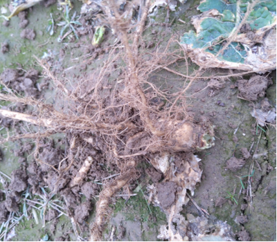 Бактеріоз озимого ріпаку, міф чи реальність фото 3 LNZ Group