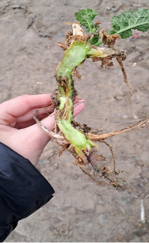 Бактеріоз озимого ріпаку, міф чи реальність фото 4 LNZ Group