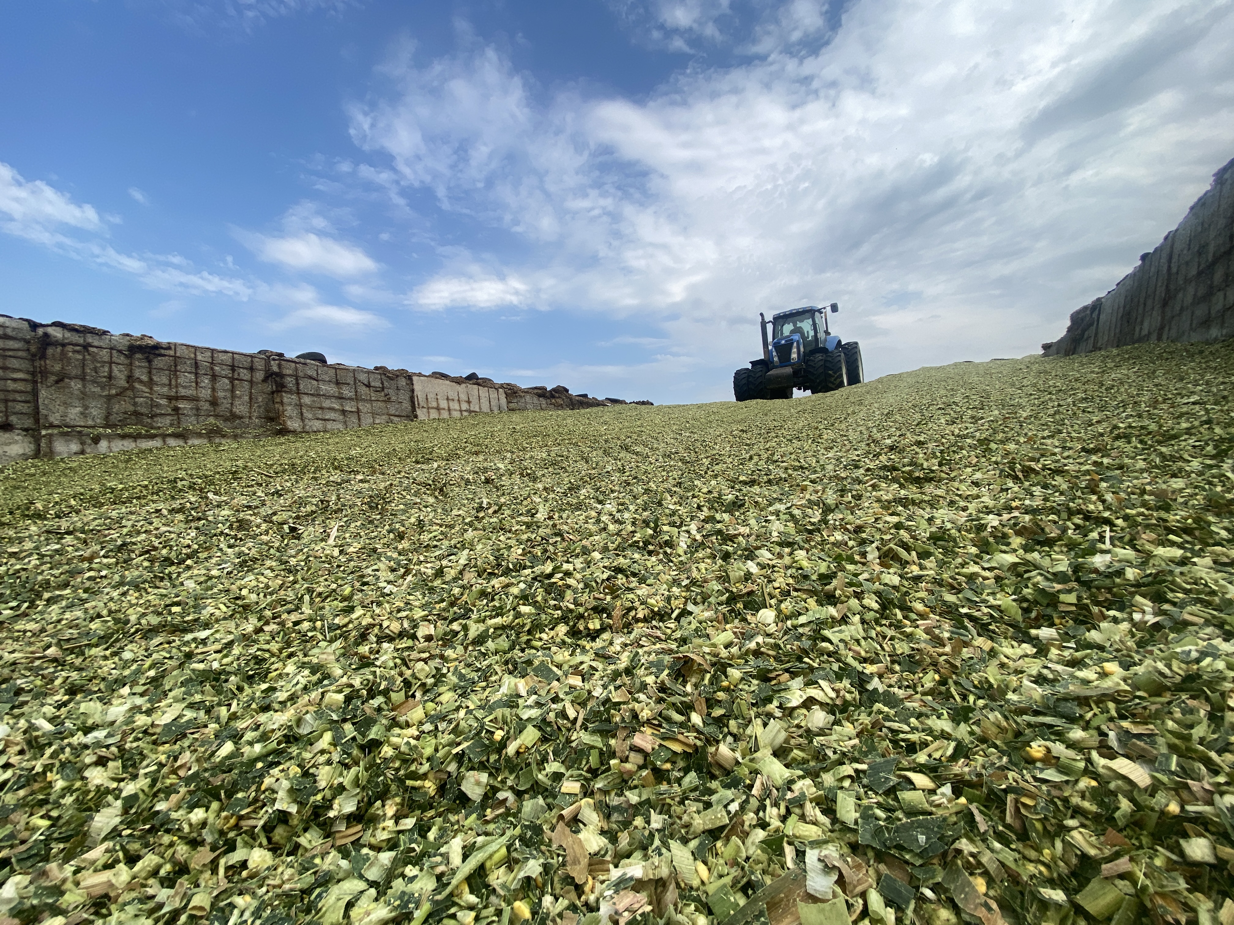 Silage Workshop 2022: яку врожайність кукурудзи вдалось отримати без опадів фото 3 LNZ Group