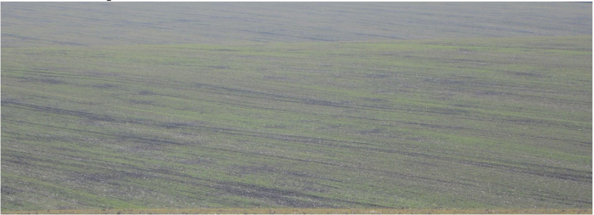 Пошкодження посівів гризунами в західних регіонах України фото 1 LNZ Group