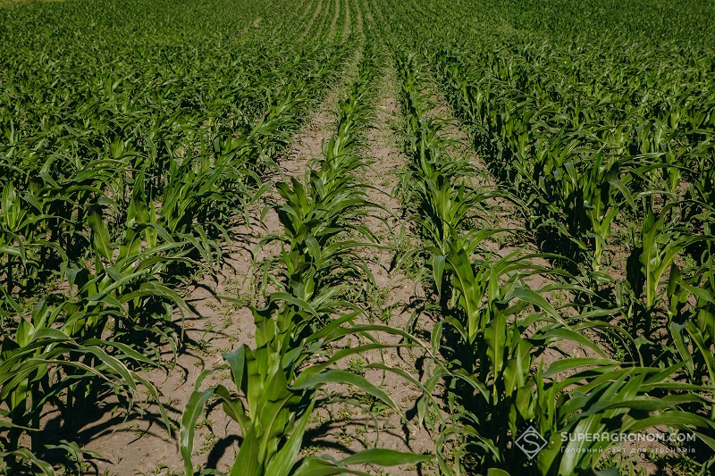 Розробка систем захисту кукурудзи залежно від погодних умов фото 2 LNZ Group