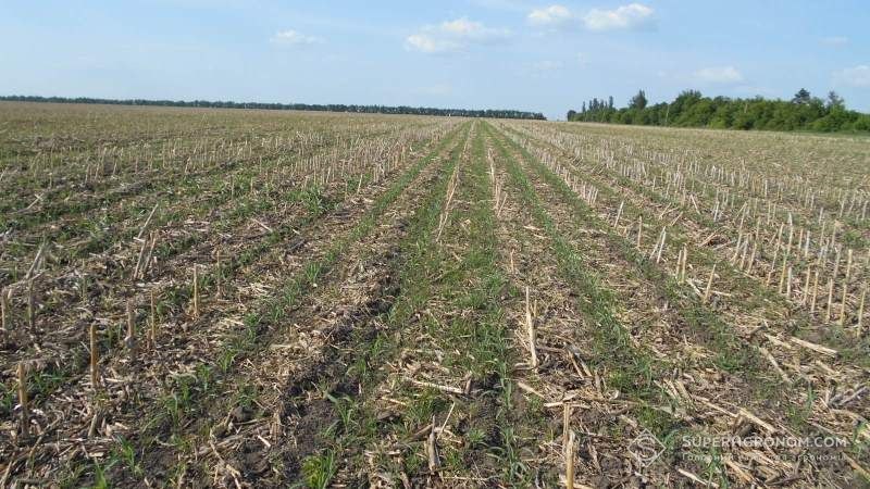 No-till і ефективна система контролю бур’янів фото 3 LNZ Group