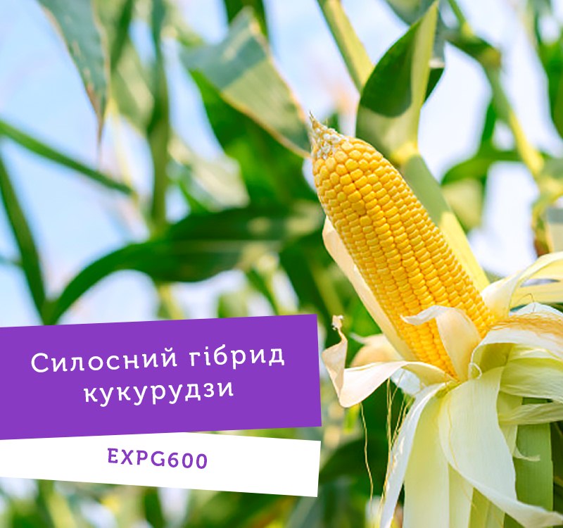 UNIVERSEED презентує нові гібриди кукурудзи фото 3 LNZ Group