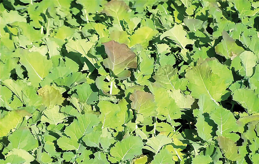 Агровиробники фіксують на посівах озимого ріпаку ознаки азотного голодування фото 1 LNZ Group