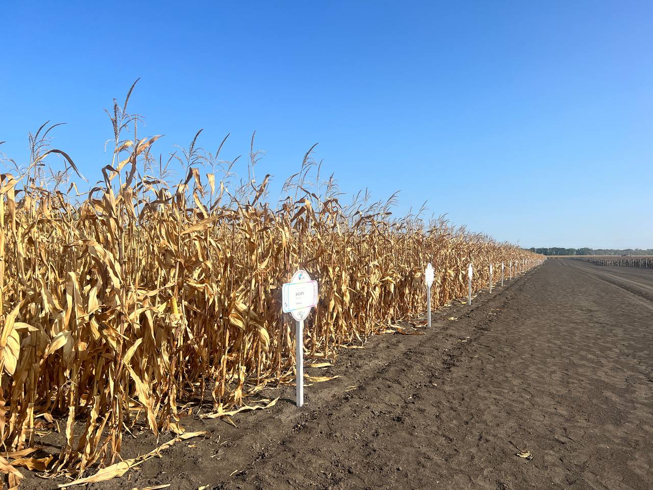 Як зібрати кукурудзу без втрат: ТОП порад фото 1 LNZ Group