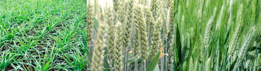 Позакореневі підживлення посівів озимої пшениці фото 2 LNZ Group