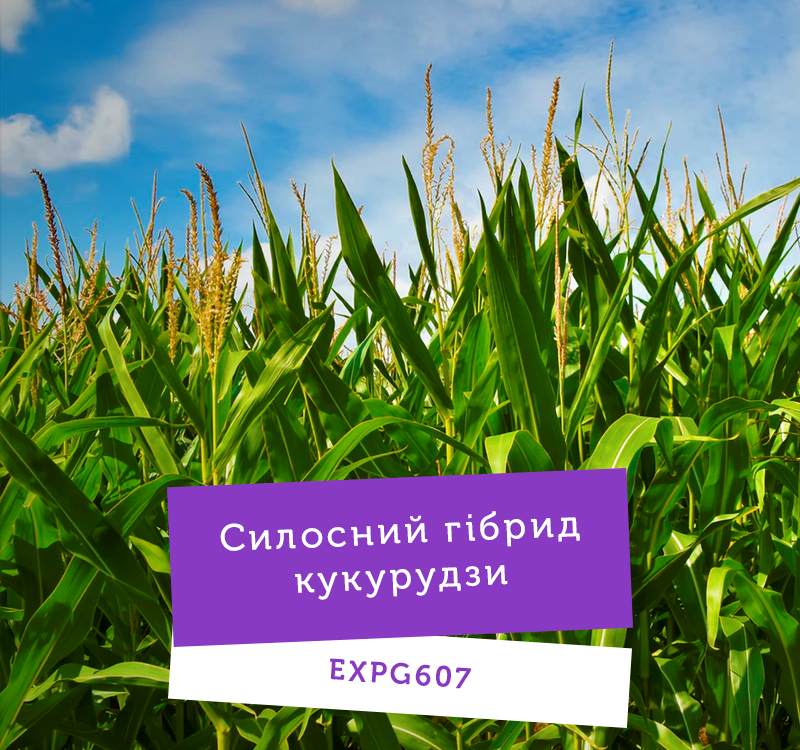 UNIVERSEED презентує нові гібриди кукурудзи фото 4 LNZ Group