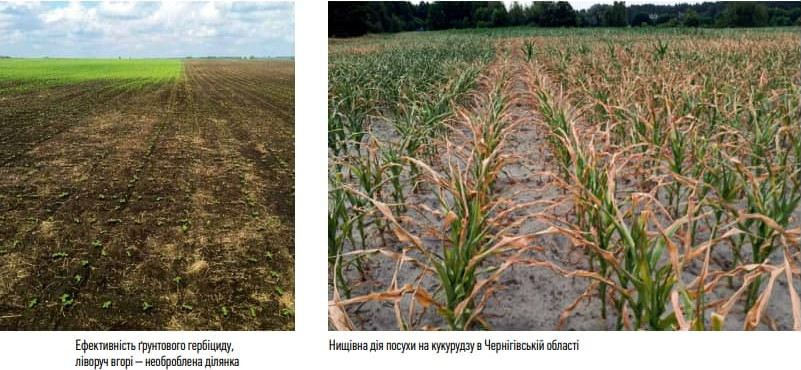 Польові інтриги – нинішні й майбутні фото 3 LNZ Group