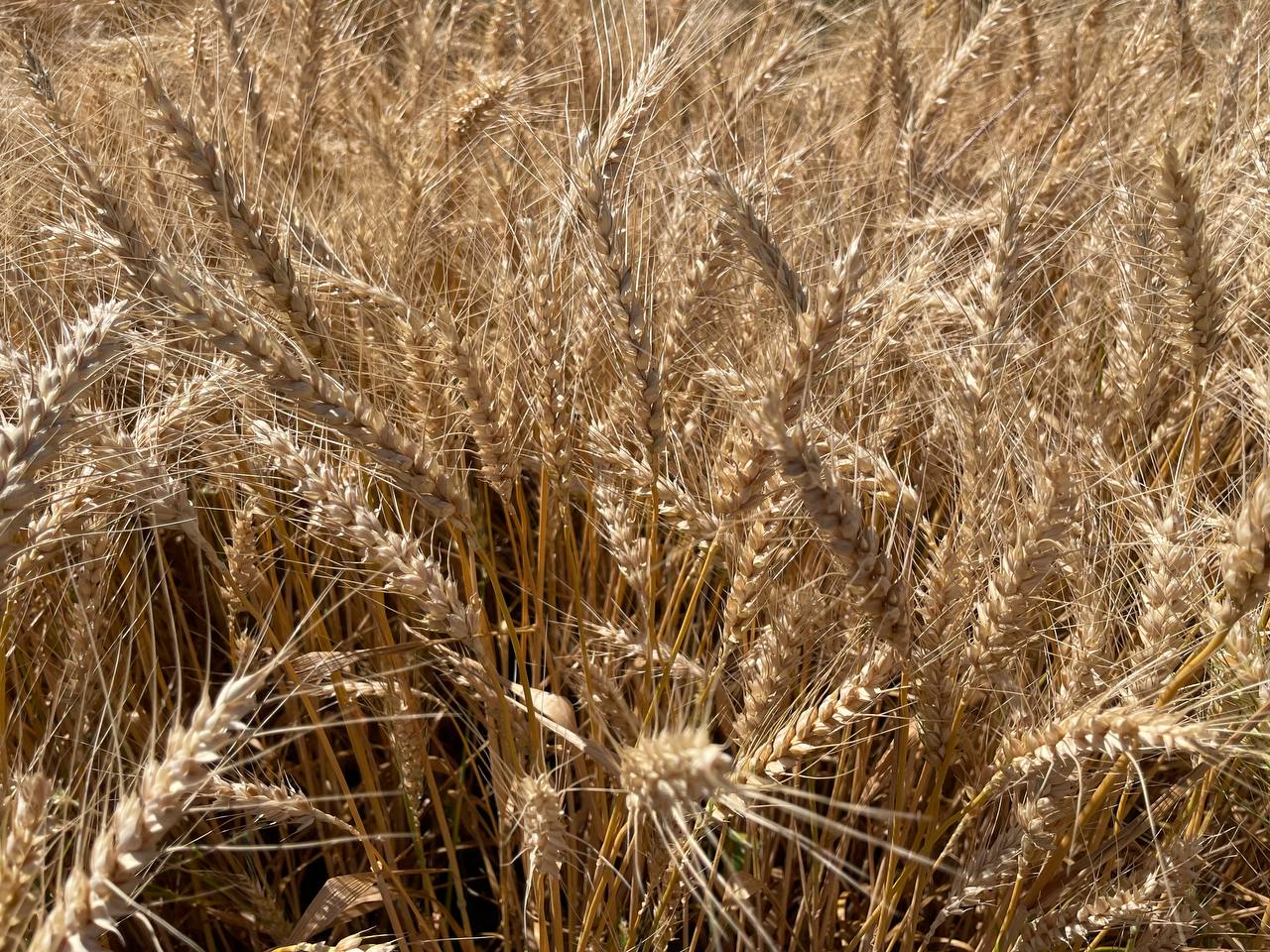 Озима пшениця на Черкащині: дослідження нових сортів та результати року фото 1 LNZ Group