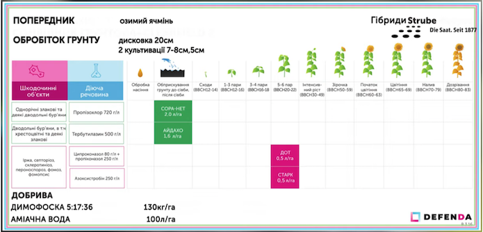 Mini Hub: результати випробування 5 гібридів соняшнику Strube фото 2 LNZ Group
