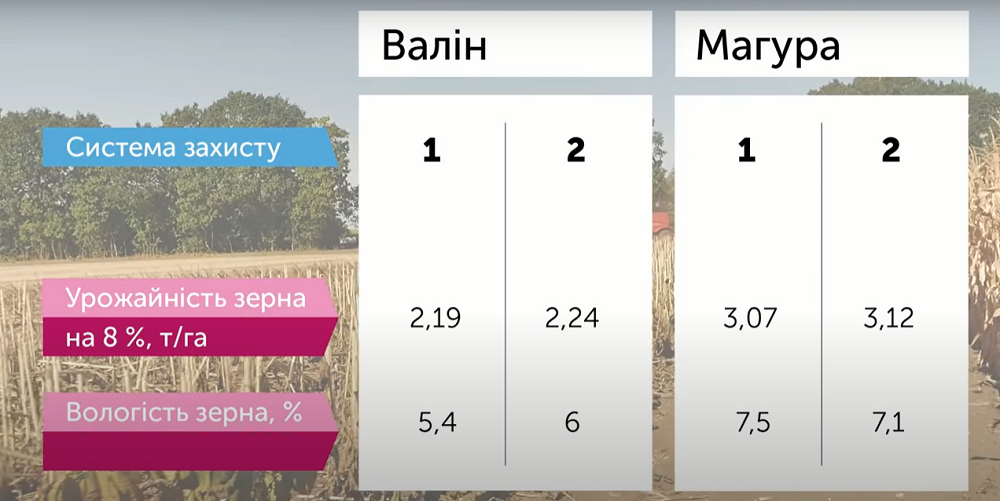 Результати дослідів 2020 гербіцидного захисту, технології сівби соняшнику, кукурудзи та пшениці фото 4 LNZ Group