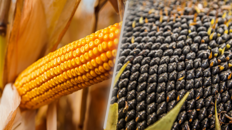LNZ Group розширили ліцензійне вирощування гібридів Syngenta НК Конді та СИ Феномен фото 1 LNZ Group