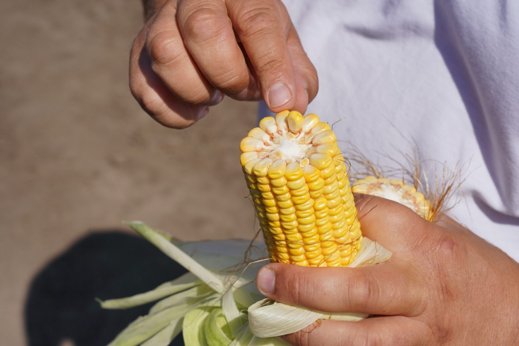 Не існує кукурудзи подвійних стандартів фото 5 LNZ Group