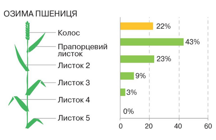 Засоби захисту рослин для успішного вирощування озимих зернових фото 3 LNZ Group