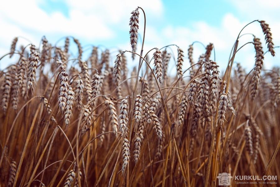 ​LNZ Group засіє 7 тисяч га озимою пшеницею. фото 1 LNZ Group