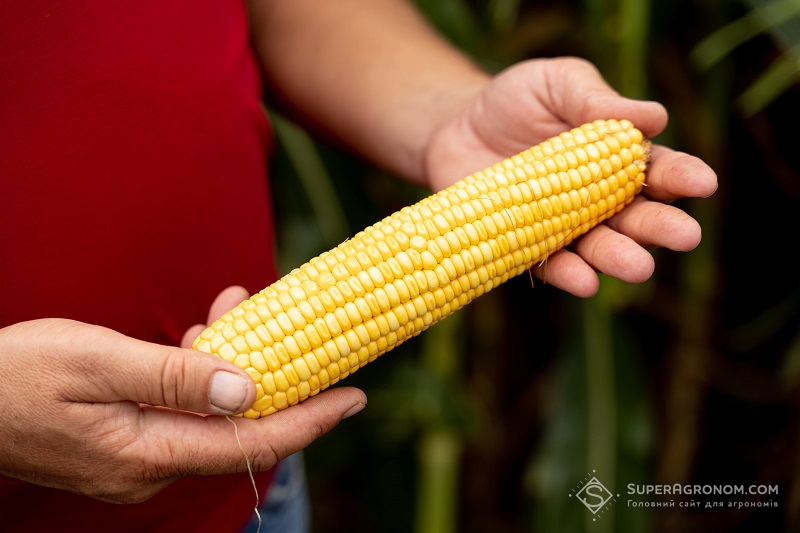 Розробка систем захисту кукурудзи залежно від погодних умов фото 5 LNZ Group