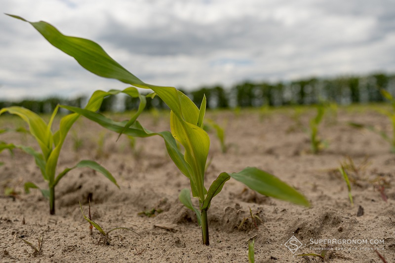 Розробка систем захисту кукурудзи залежно від погодних умов фото 3 LNZ Group