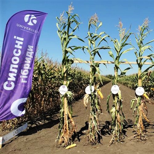 Аграріям розкажуть про переваги гібридів кукурудзи бренду UNIVERSEED фото 1 LNZ Group
