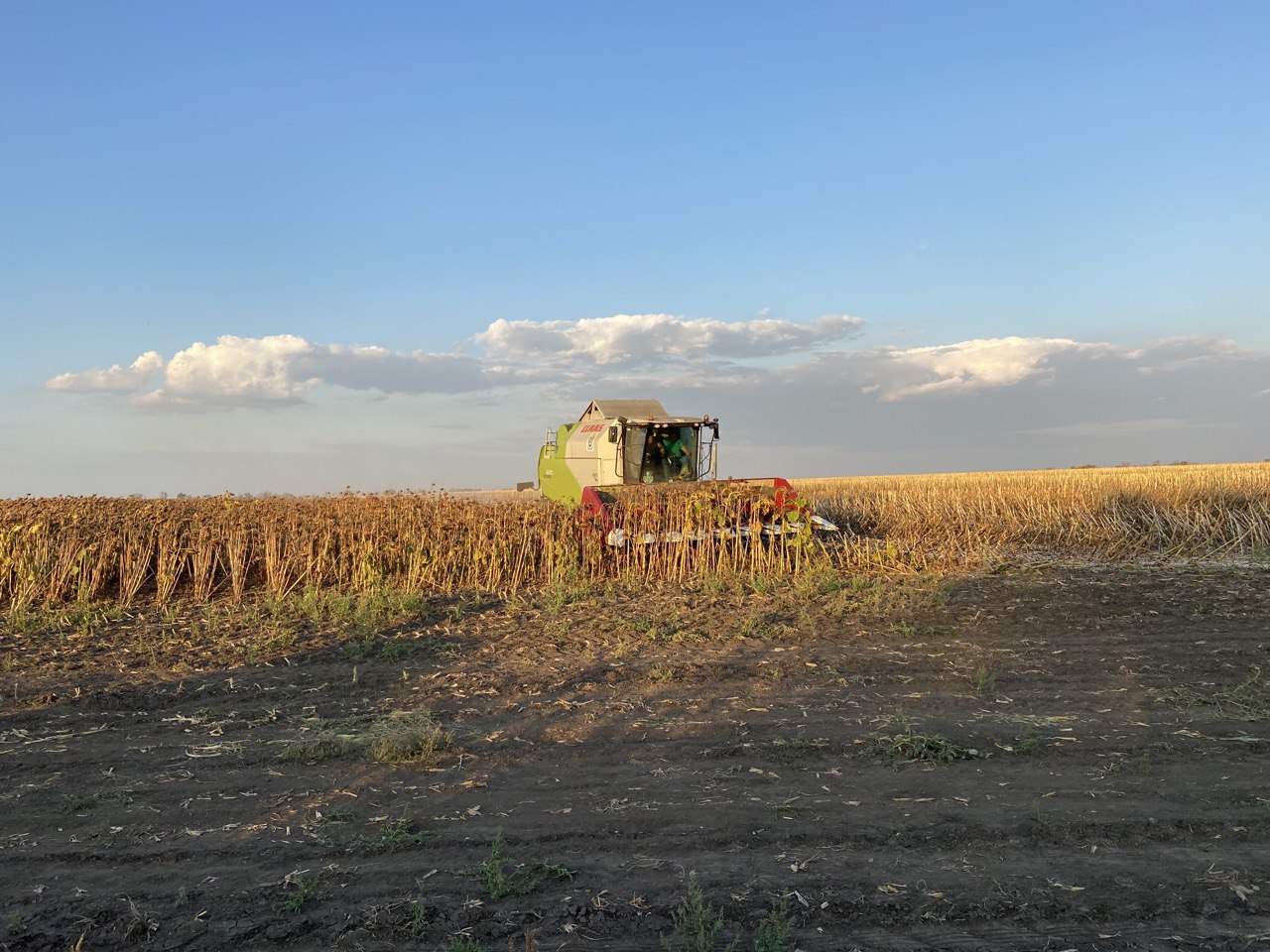 Результати врожайності соняшнику Strube на Дніпропетровщині фото 1 LNZ Group