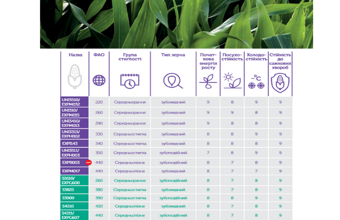 Аграрний лайфхак // Як правильно обрати гібрид кукурудзи фото 5 LNZ Group