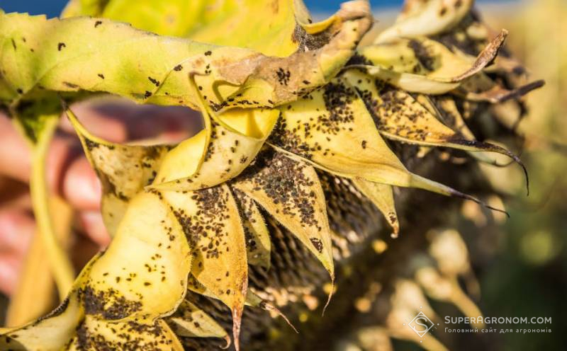 Прогнози захисту соняшнику в сезоні 2026 з урахуванням проблем та досвіду 2025 фото 5 LNZ Group