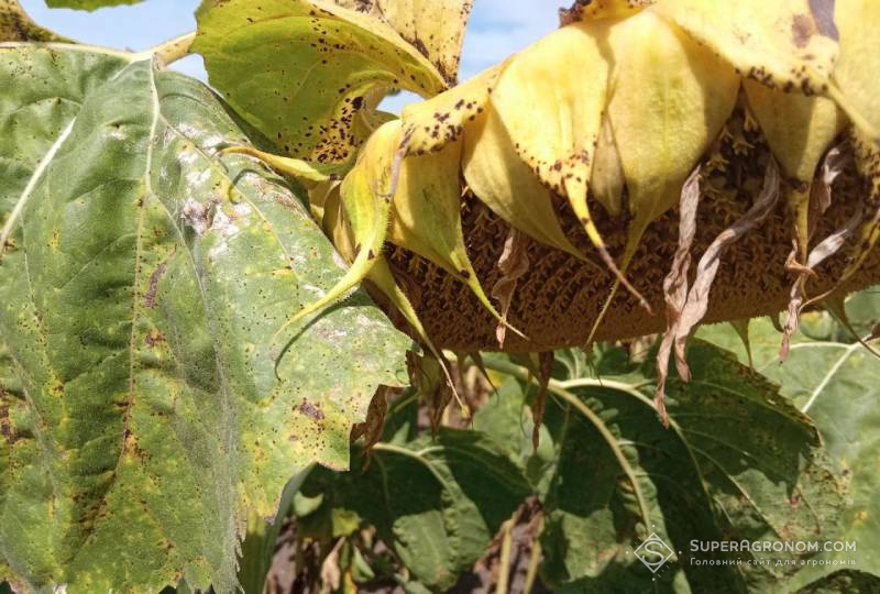 Прогнози захисту соняшнику в сезоні 2026 з урахуванням проблем та досвіду 2025 фото 6 LNZ Group