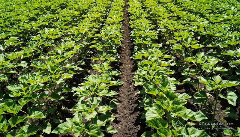 Прогнози захисту соняшнику в сезоні 2026 з урахуванням проблем та досвіду 2025 фото 3 LNZ Group