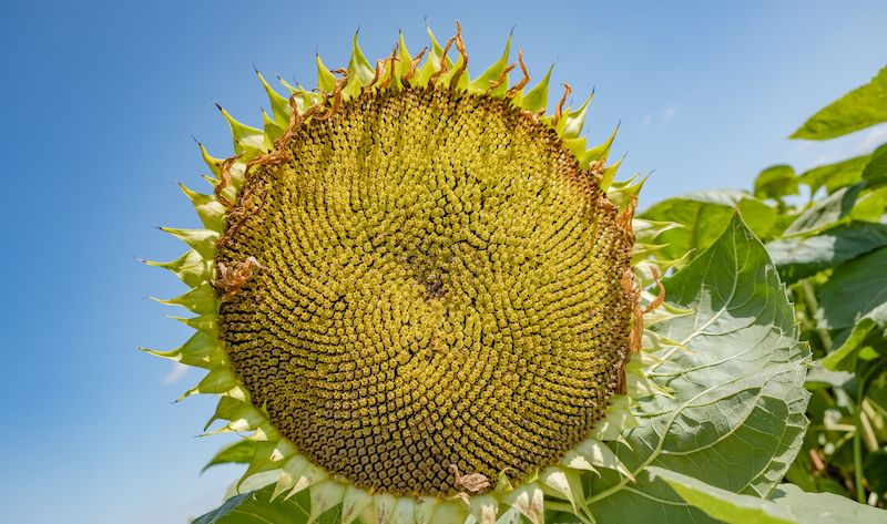 Соняшник НК Конді від Syngenta відтепер буде доступний виключно в LNZ Group фото 1 LNZ Group