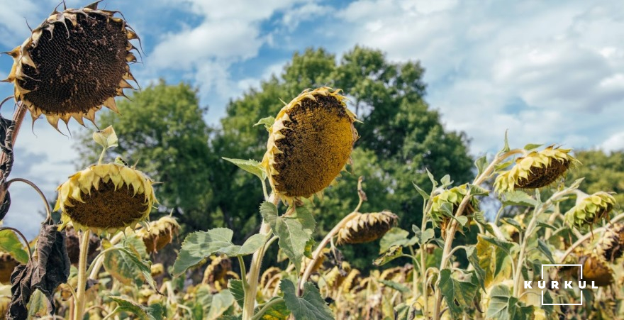 Найвища врожайність соняшника в умовах посухи фото 1 LNZ Group