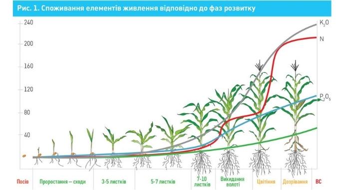 Особливості живлення та удобрення кукурудзи при посіві фото 2 LNZ Group