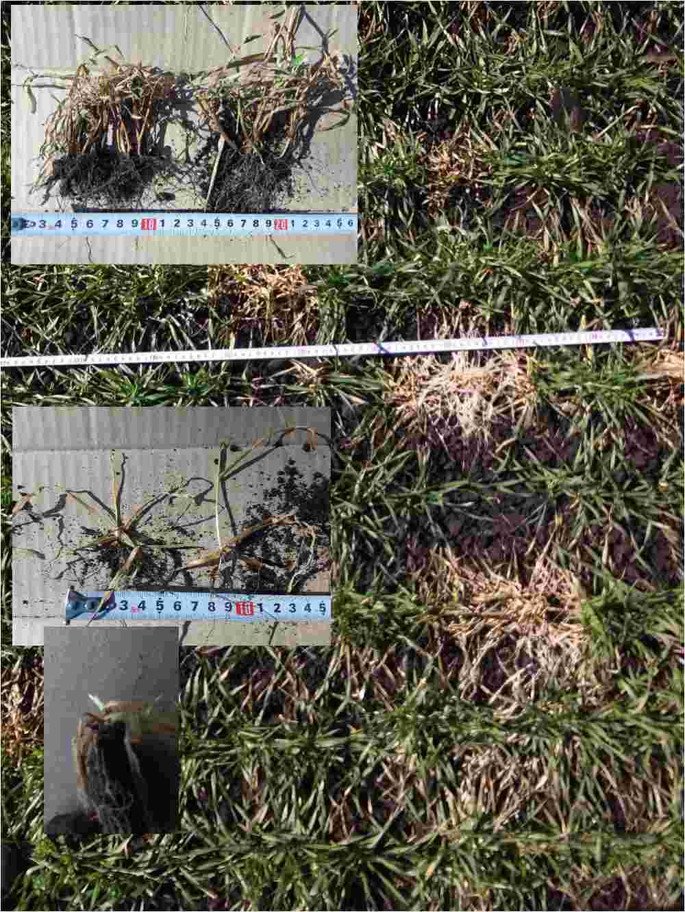 Пошкодження посівів озимої пшениці сніговою пліснявою фото 1 LNZ Group