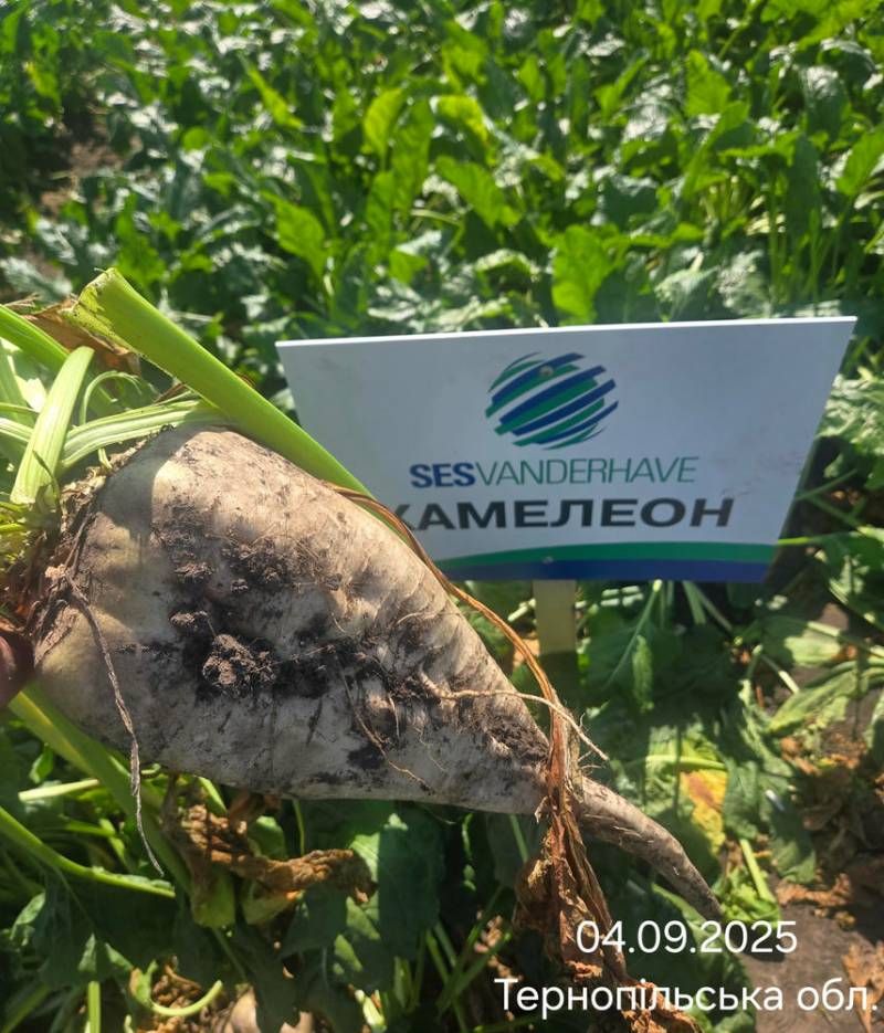 Урожайність 100 т/га цукрового буряка — генетика пропонує, технологія реалізовує фото 5 LNZ Group