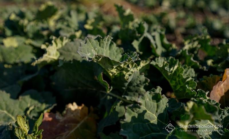 Ознаки азотного голодування фіксують на посівах озимого ріпаку фото 1 LNZ Group