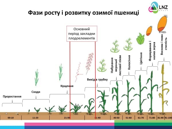 Фузаріоз колоса пшениці в сезоні 2021 фото 1 LNZ Group